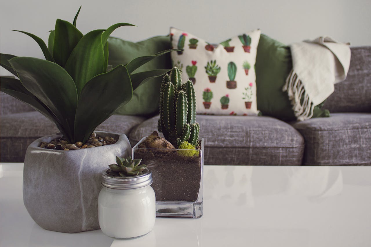 Modern living room featuring potted plants, cactus decor, and a cozy sofa.